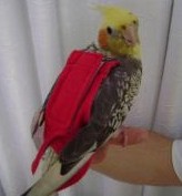 fraldacalopsita Roupinha para calopsita, vendida no MercadoLivre